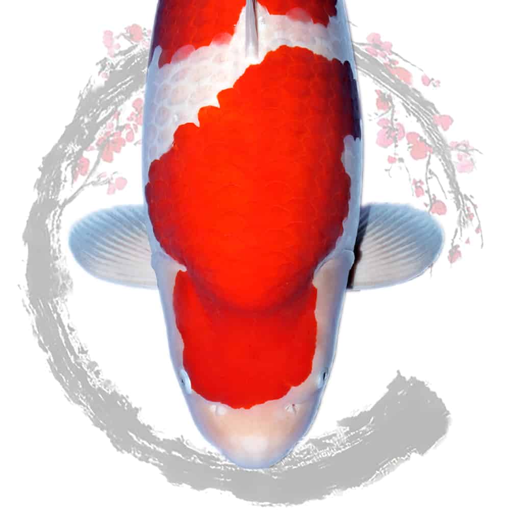 Koi In Japan For Sale Shosha Koi Ltd