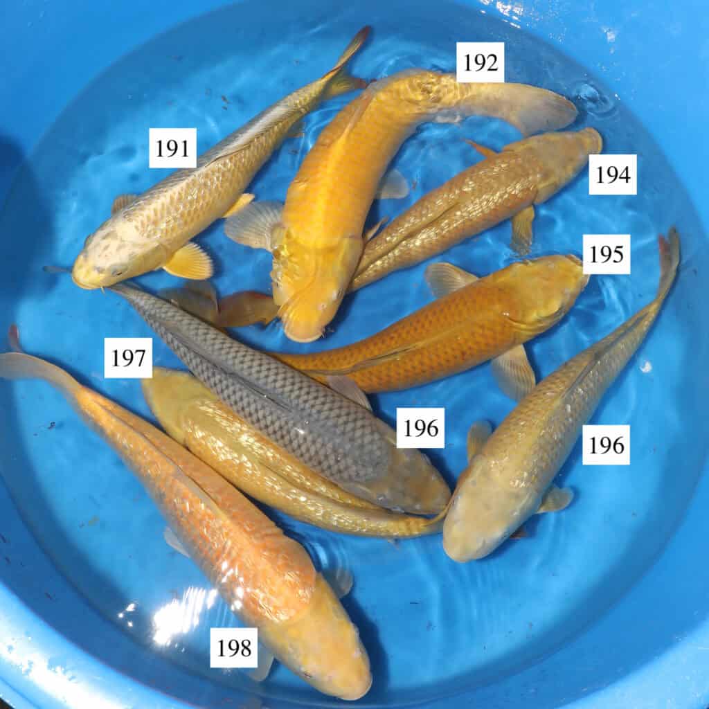 Maruhiro Mix SK191 to 198 Shosha Koi Ltd