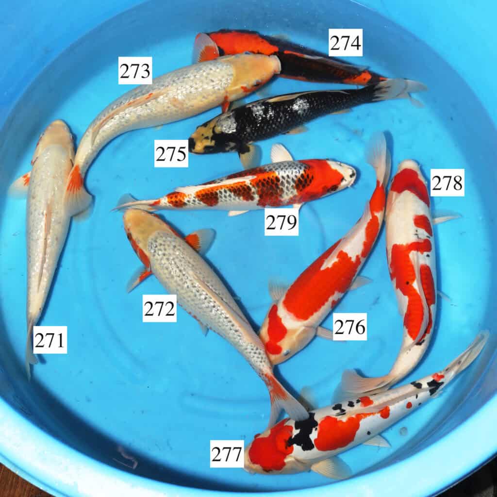 Ozumi Mix SK271 to 279 Shosha Koi Ltd