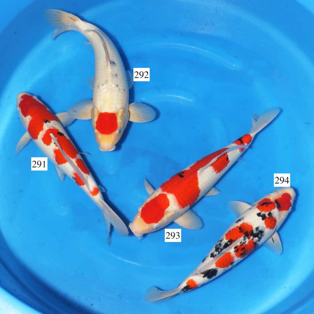 Marukyu Mix SK291 to 294 Shosha Koi Ltd