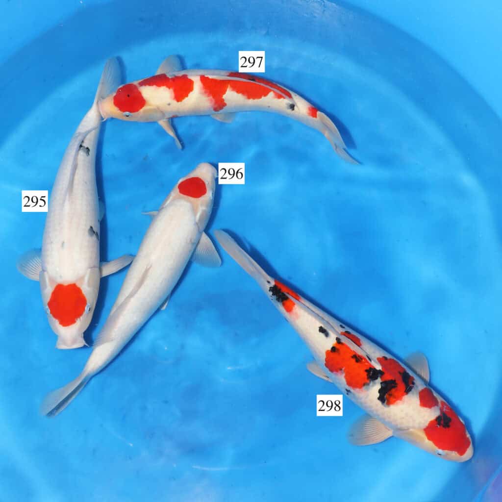 Marukyu Mix SK295 to 298 Shosha Koi Ltd