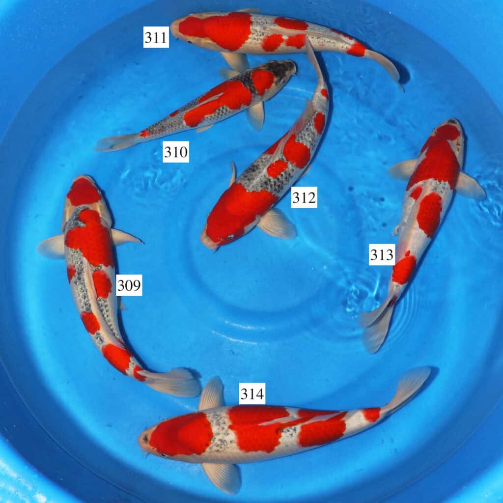 Kanno Mix SK309 to 314 Shosha Koi Ltd