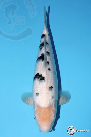 Bekko - SK-435