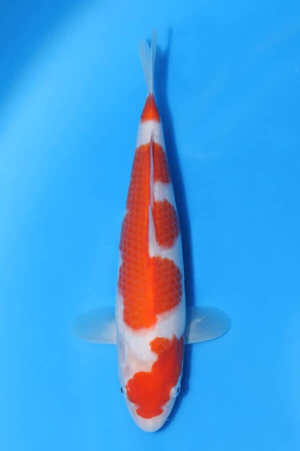 Kohaku - SK-138