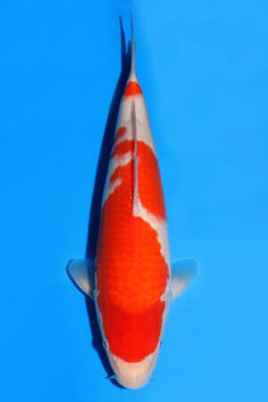 Kohaku - SK-519