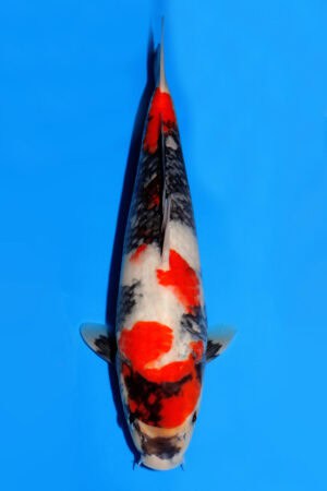 Showa - SK-520