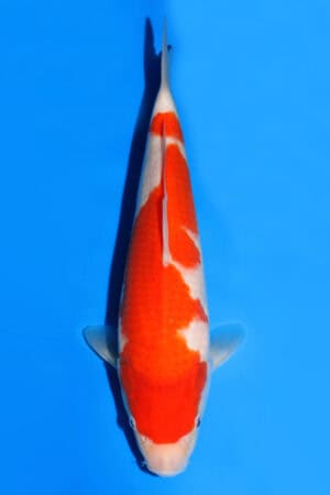 Kohaku - SK-521