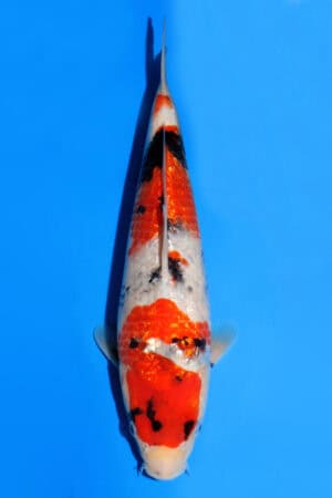 Gin Rin Showa - SK-522