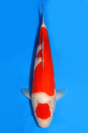 Kohaku - SK-523