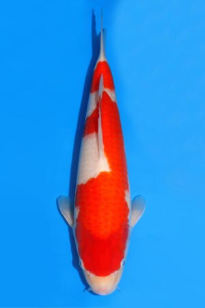 Kohaku - SK-524