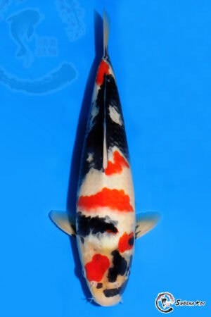 Showa - SK-525