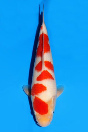 Kohaku - SK-526