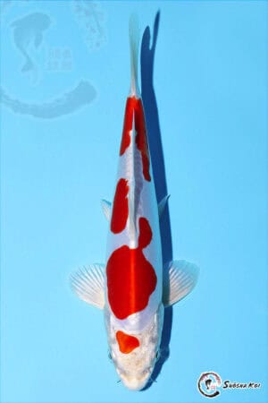 Kikusui - SK-510