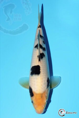 Bekko - SK-513