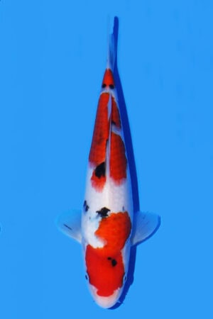 Sanke - SK-535