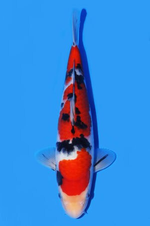 Sanke - SK-536