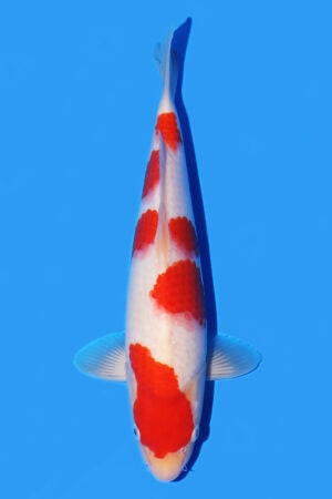 Kohaku - SK-538