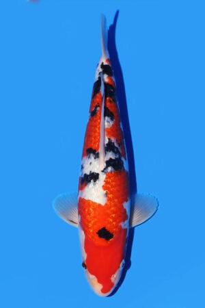 Gin Rin Sanke - SK-539