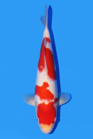 Kohaku - SK-540