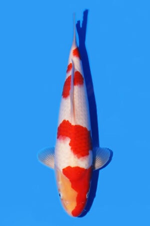 Kohaku - SK-541