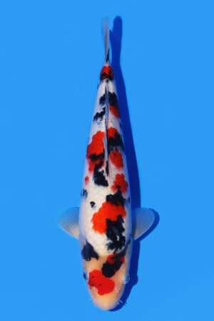 Sanke - SK-543