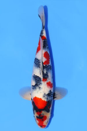 Showa - SK-547