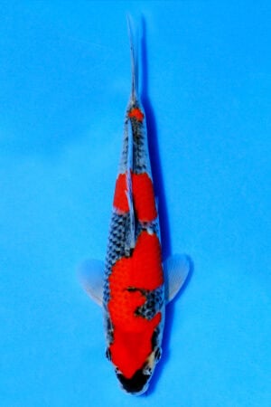 Goshiki - SK-552