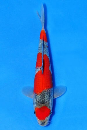 Goshiki - SK-553