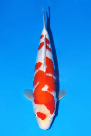Kohaku - SK-546