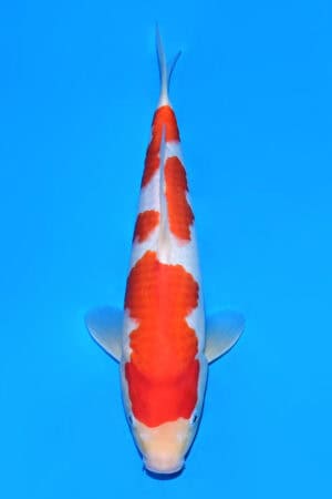 Kohaku - SK-548