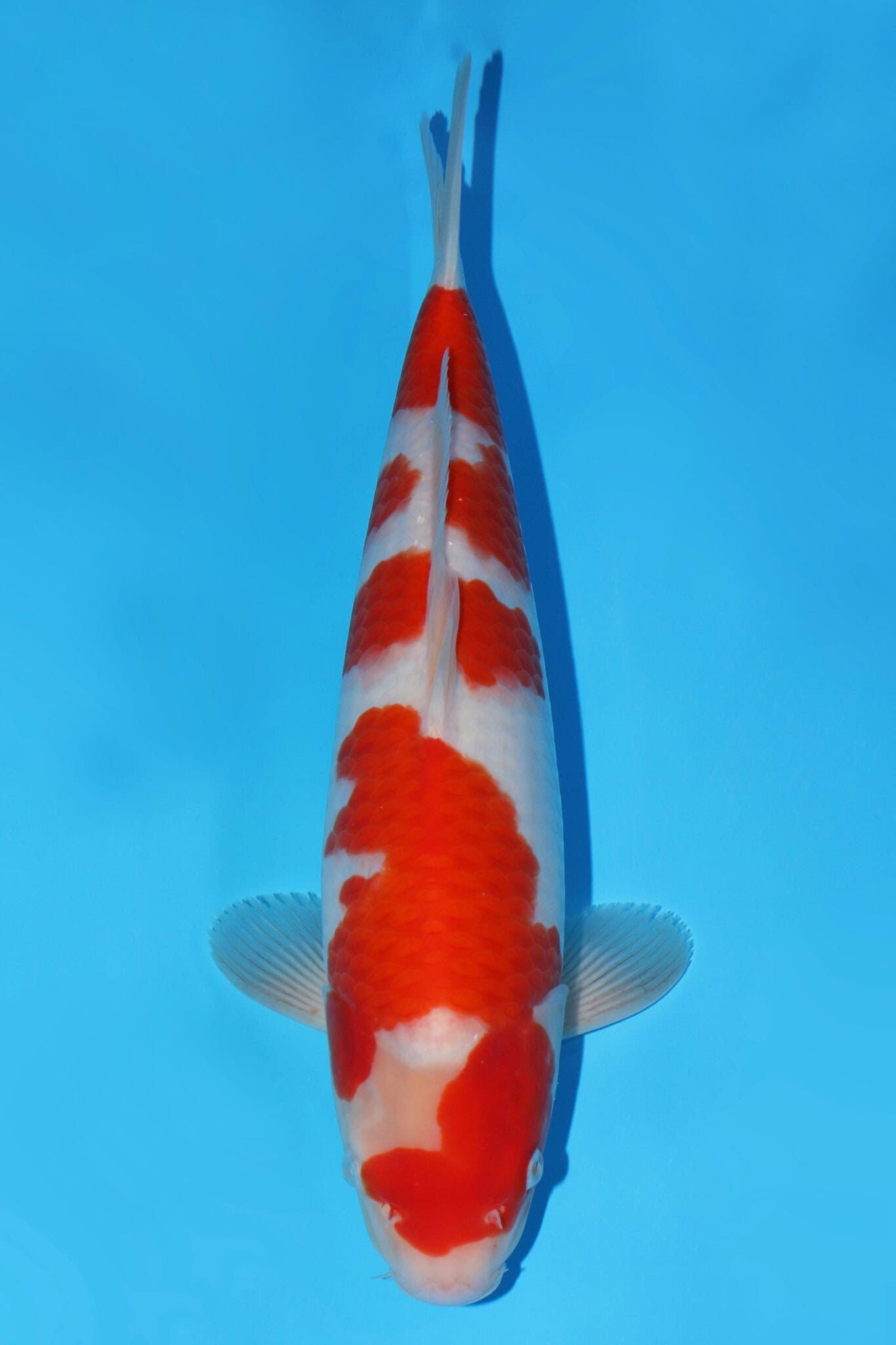 Kohaku - SK-576 | Shosha Koi Ltd