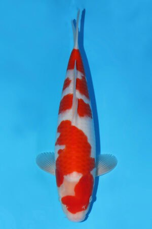 Kohaku - SK-576