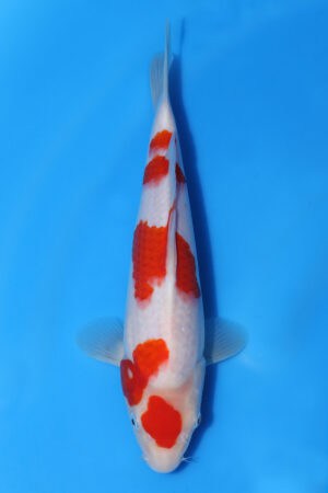 Kohaku - SK-MRY02a