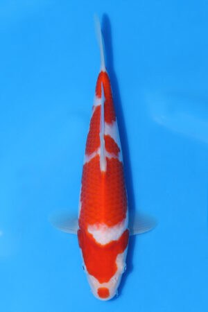 Kohaku - SK-MRY03