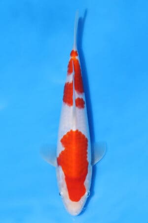 Kohaku - SK-MRY05