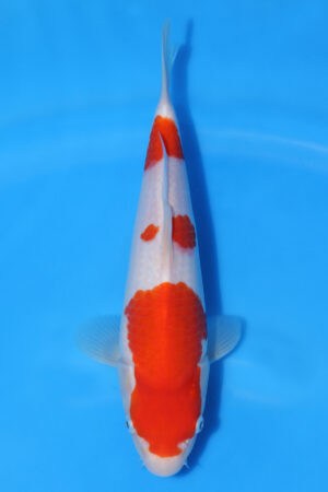 Kohaku - SK-MRY06