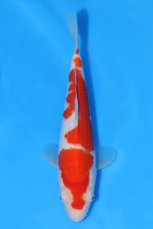 Kohaku - SK-MRY07
