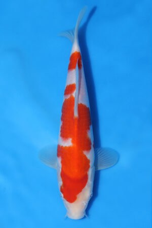Kohaku - SK-MRY08