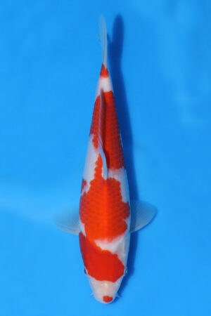 Kohaku - SK-MRY10