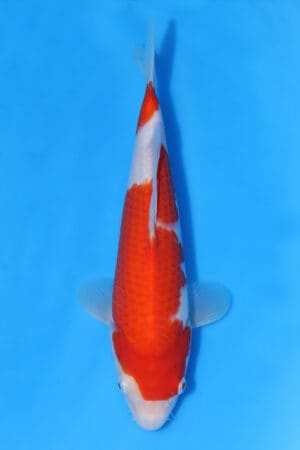 Kohaku - SK-MRY12