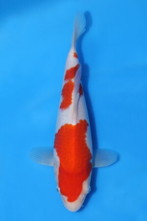 Kohaku - SK-MRY13