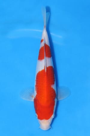 Kohaku - SK-MRY15