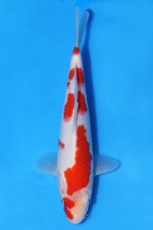 Kohaku - SK-MRY17