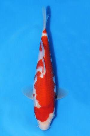 Kohaku - SK-MRY18