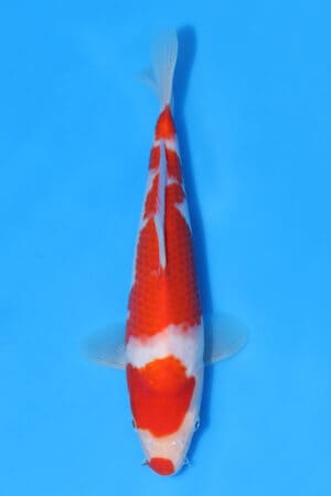 Kohaku - SK-MRY19
