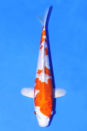 Sakura Ogon - SK-AC01