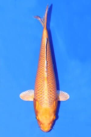 Orenji Ogon - SK-AC03