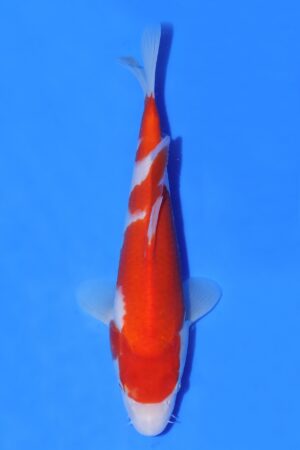 Kohaku - SK-AC09