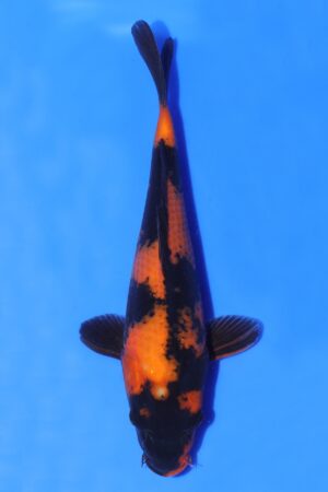 Hi Utsuri - SK-AC11