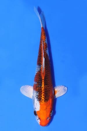 Kujaku - SK-AC15